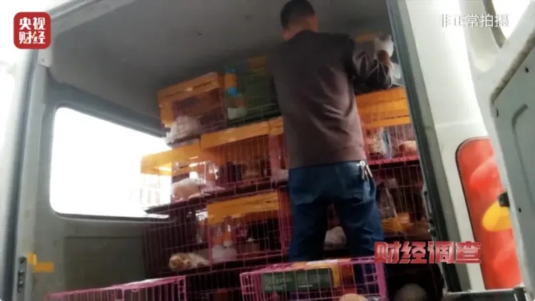 直播间买的宠物到家7天就死亡，体检、疫苗接种全是假的！江苏沛县回应