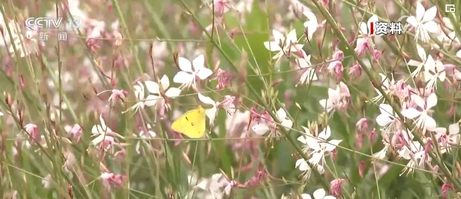 雪豹、鹭鸟、蝴蝶……万物和谐！生态空间面积不少、功能不降、性质不变