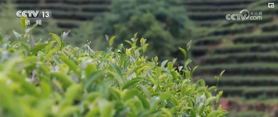 荼、槚、荈、蔎、茗……浩瀚典籍里的茶 茶的文字源头在中国