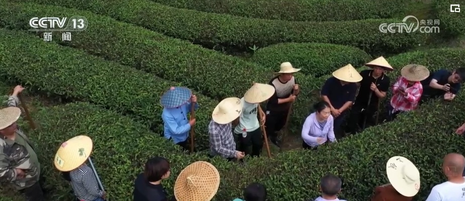 荼、槚、荈、蔎、茗……浩瀚典籍里的茶 茶的文字源头在中国