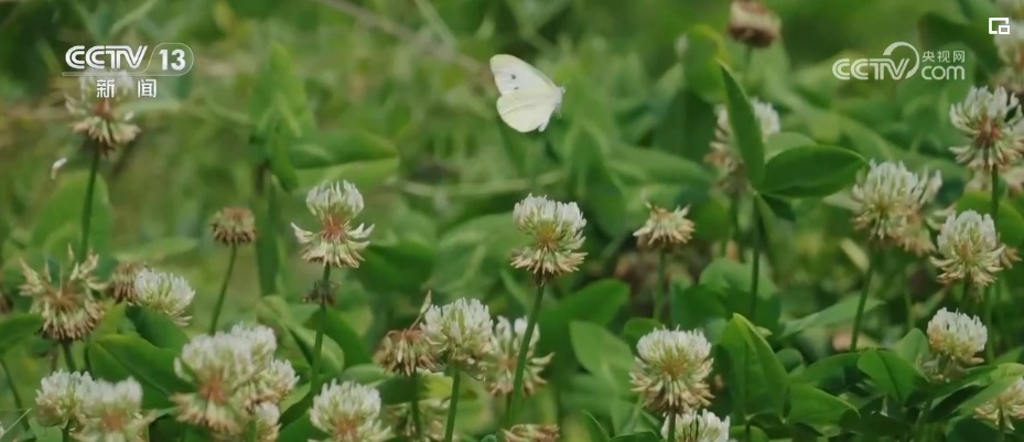 雪豹、鹭鸟、蝴蝶……万物和谐！生态空间面积不少、功能不降、性质不变