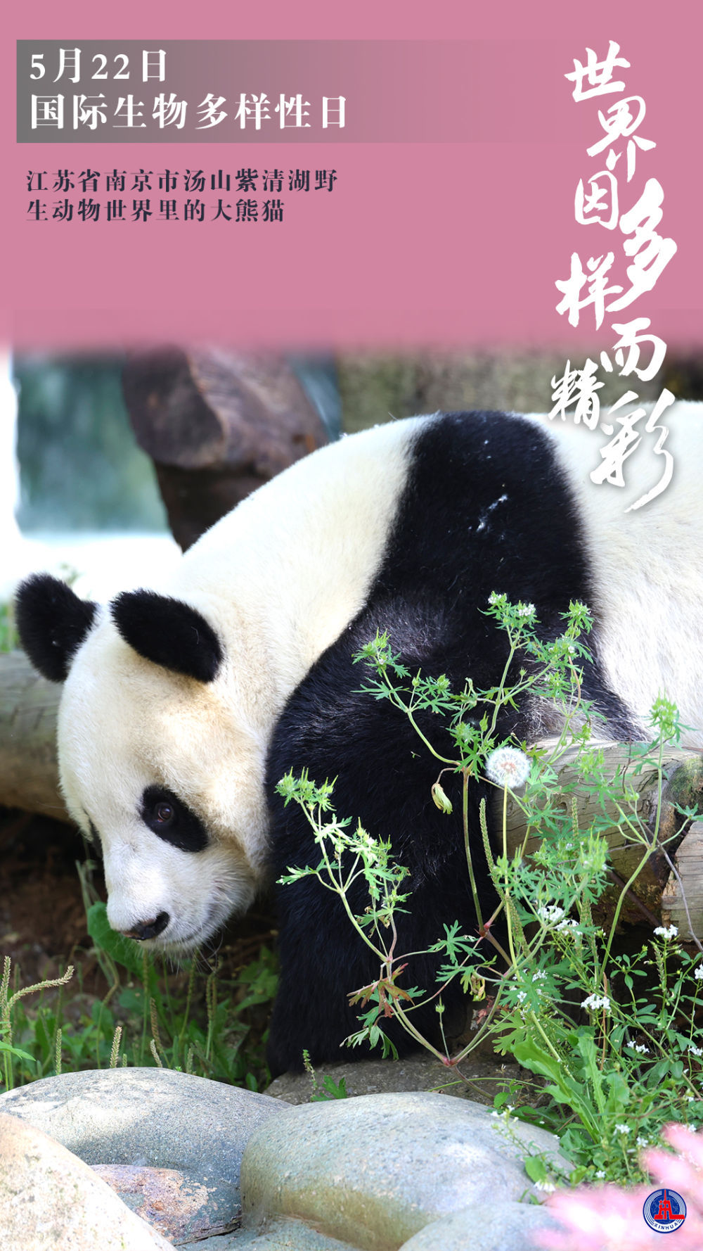 新华全媒+｜国际生物多样性日：世界因多样而精彩