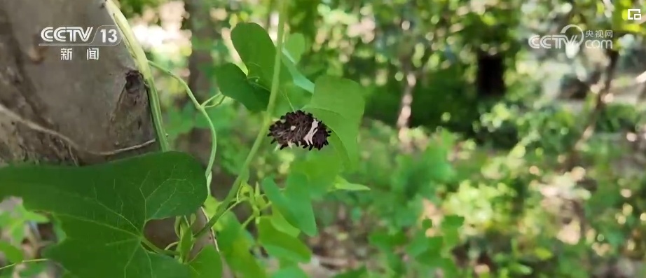 雪豹、鹭鸟、蝴蝶……万物和谐！生态空间面积不少、功能不降、性质不变