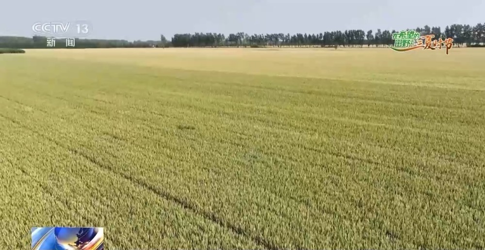 中国小麦的“C位” 麦收前在准备什么？