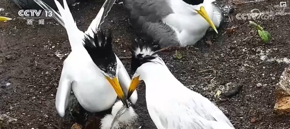 国际生物多样性日 | “人工招引”助中华凤头燕鸥种群恢复