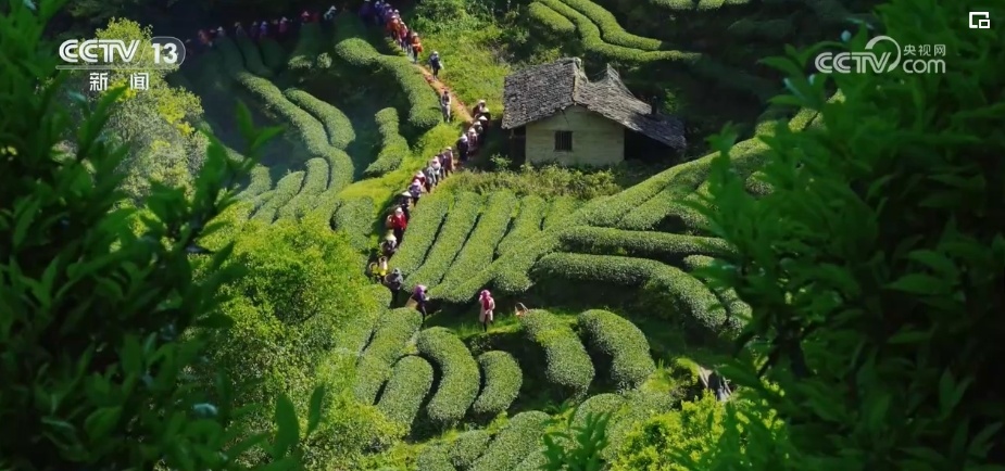 荼、槚、荈、蔎、茗……浩瀚典籍里的茶 茶的文字源头在中国