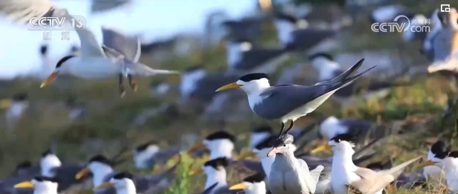 国际生物多样性日 | “人工招引”助中华凤头燕鸥种群恢复