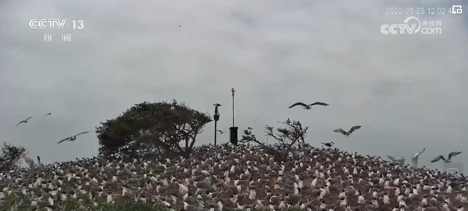 国际生物多样性日 | “人工招引”助中华凤头燕鸥种群恢复