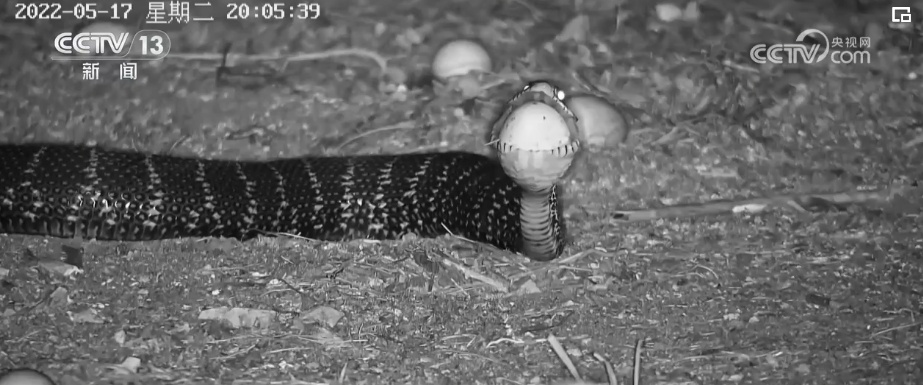 国际生物多样性日 | “人工招引”助中华凤头燕鸥种群恢复