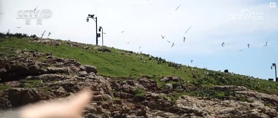 国际生物多样性日 | “人工招引”助中华凤头燕鸥种群恢复