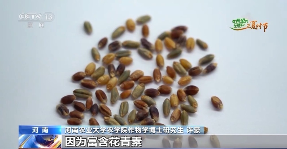 中国小麦的“C位” 麦收前在准备什么？