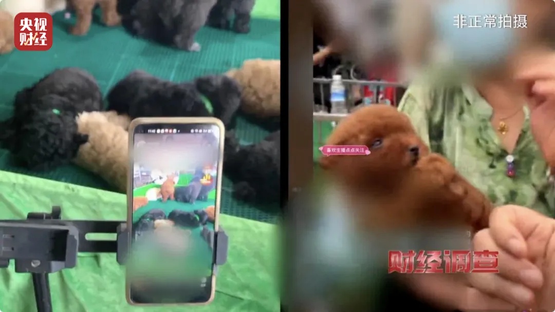 直播间买到“星期狗”,拒不退款!刷到这些你要小心 直播间买到“星期狗”,拒不退款!刷到这些你要小心