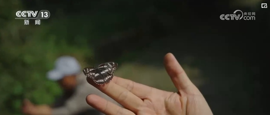 雪豹、鹭鸟、蝴蝶……万物和谐！生态空间面积不少、功能不降、性质不变