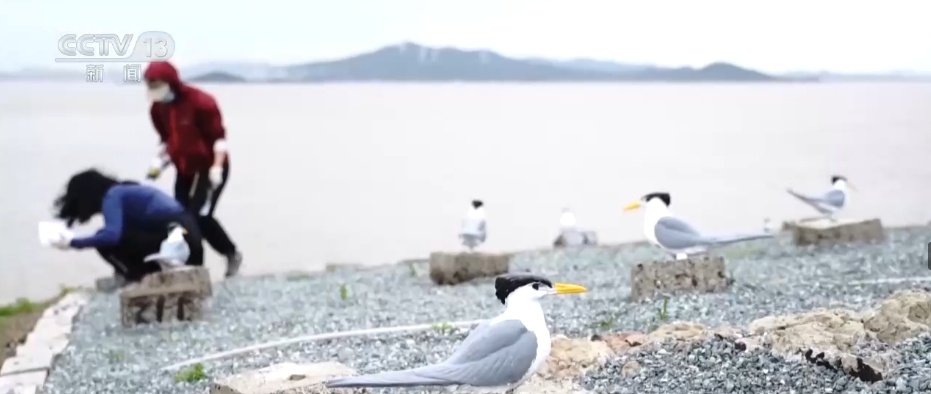 国际生物多样性日 | “人工招引”助中华凤头燕鸥种群恢复