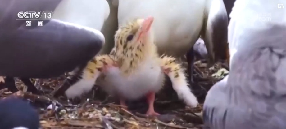 国际生物多样性日 | “人工招引”助中华凤头燕鸥种群恢复