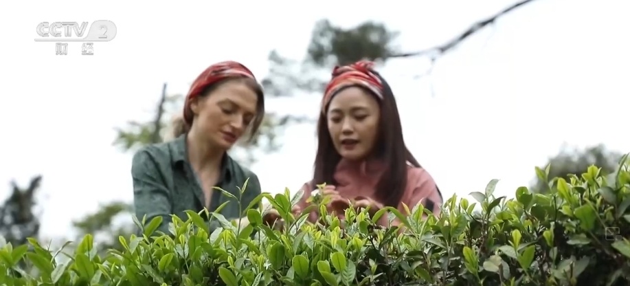 国际茶日 | 不解之缘,当土耳其茶叶遇到中国龙井 国际茶日 | 不解之缘,当土耳其茶叶遇到中国龙井