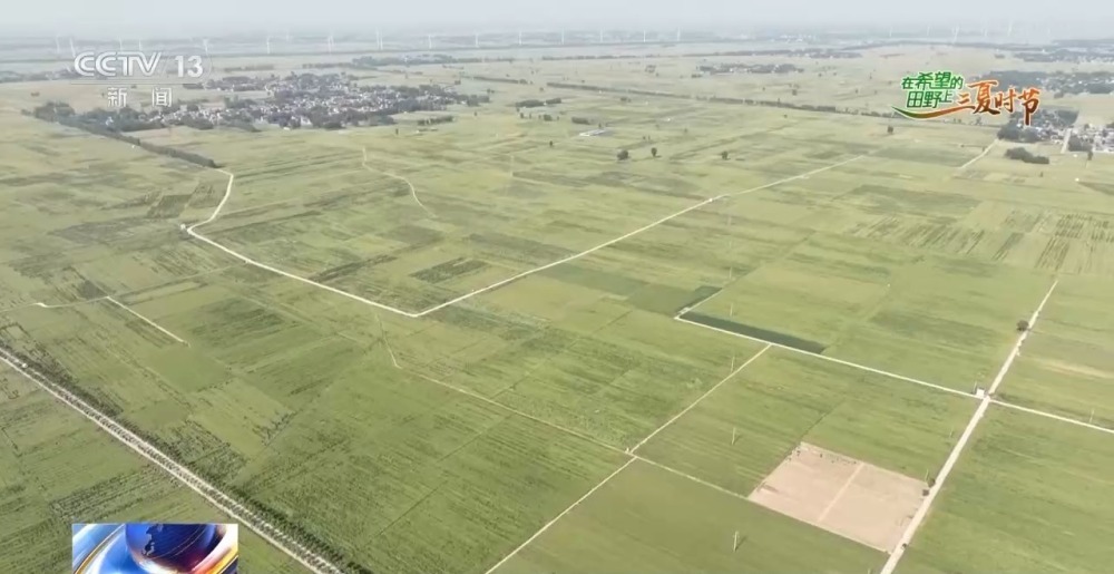 中国小麦的“C位” 麦收前在准备什么？