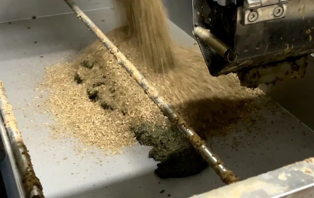 香港环保项目“上新”,与这种虫子有关 香港环保项目“上新”,与这种虫子有关