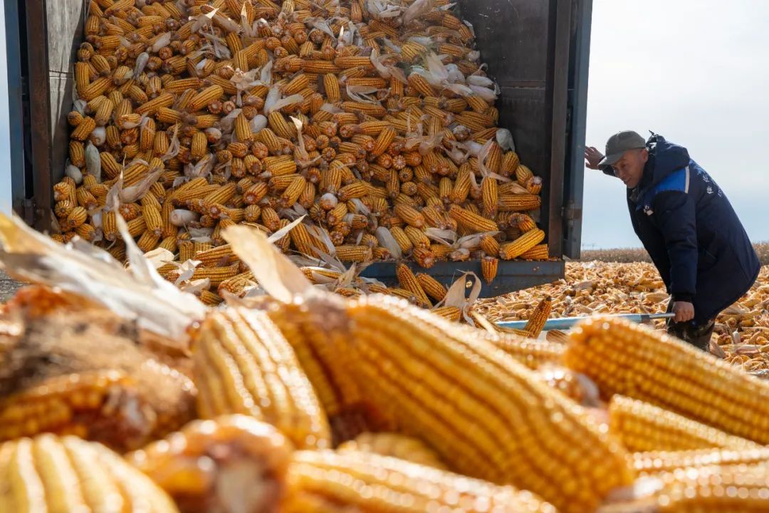 悠悠万事,吃饭为大!因地制宜践行大食物观 悠悠万事,吃饭为大!因地制宜践行大食物观