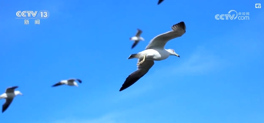国际生物多样性日 | “人工招引”助中华凤头燕鸥种群恢复