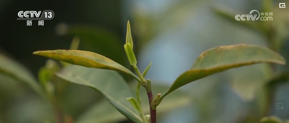 荼、槚、荈、蔎、茗……浩瀚典籍里的茶 茶的文字源头在中国