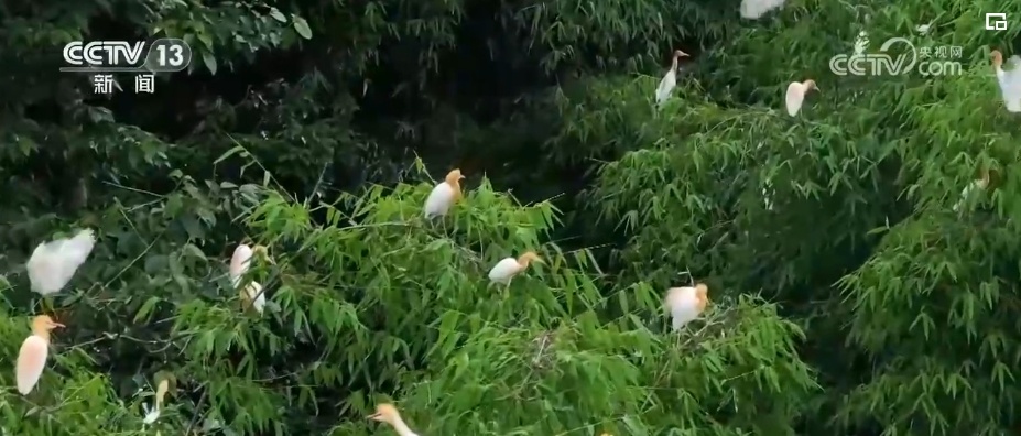 雪豹、鹭鸟、蝴蝶……万物和谐！生态空间面积不少、功能不降、性质不变