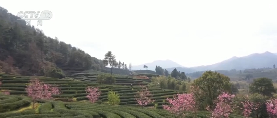 荼、槚、荈、蔎、茗……浩瀚典籍里的茶 茶的文字源头在中国