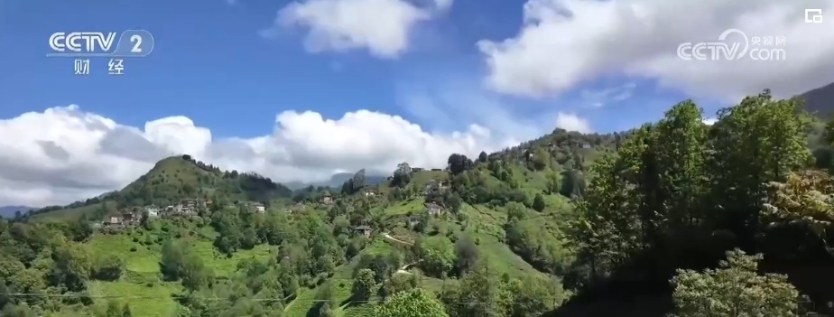 国际茶日 | 不解之缘,当土耳其茶叶遇到中国龙井 国际茶日 | 不解之缘,当土耳其茶叶遇到中国龙井