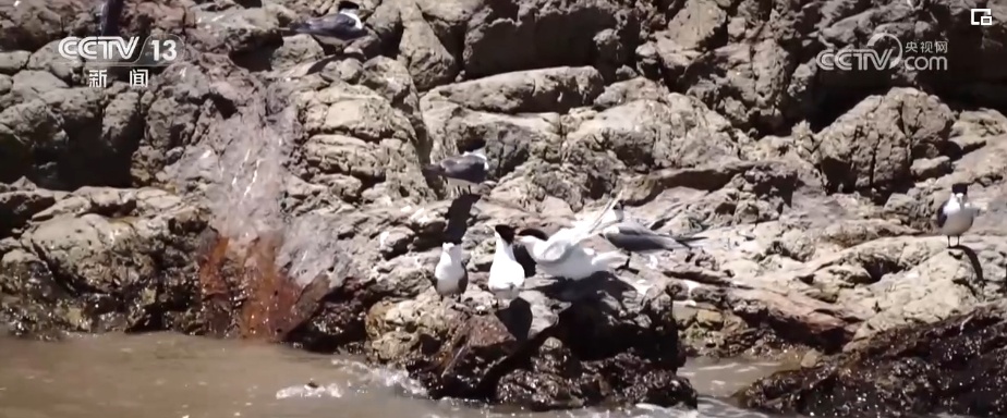 国际生物多样性日 | “人工招引”助中华凤头燕鸥种群恢复