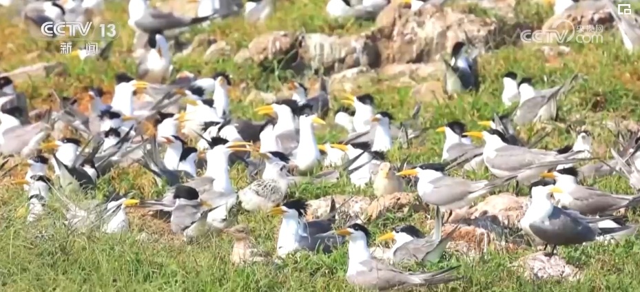 国际生物多样性日 | “人工招引”助中华凤头燕鸥种群恢复