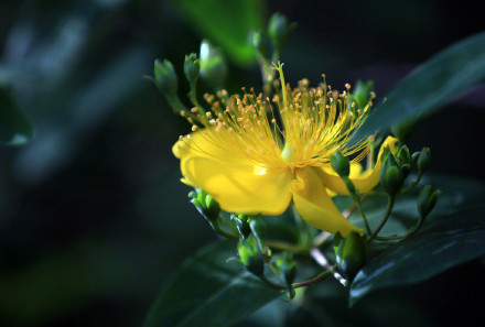 夜幕下的金丝桃花明艳夺目