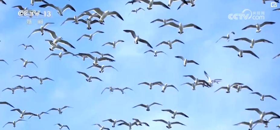 国际生物多样性日 | “人工招引”助中华凤头燕鸥种群恢复