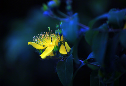夜幕下的金丝桃花明艳夺目