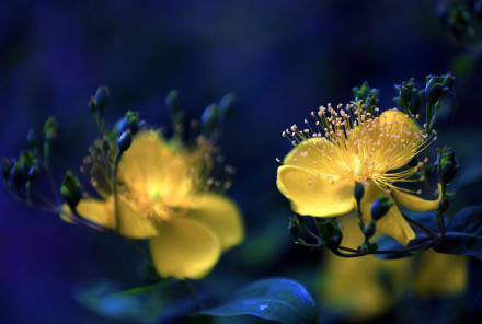 夜幕下的金丝桃花明艳夺目