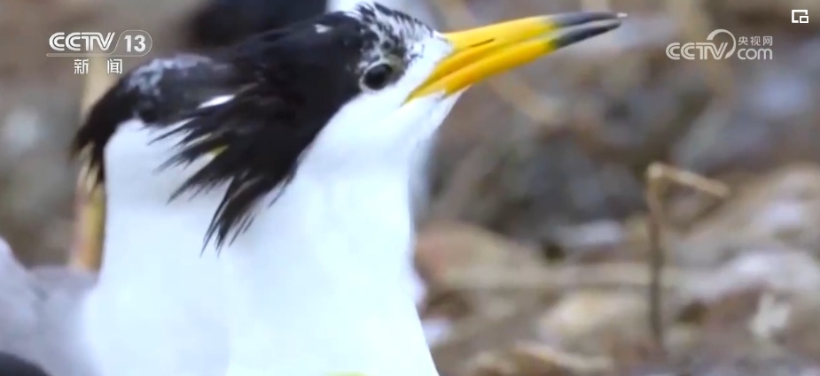 国际生物多样性日 | “人工招引”助中华凤头燕鸥种群恢复