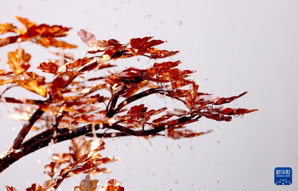 伦敦:切尔西花展即将开幕 伦敦:切尔西花展即将开幕