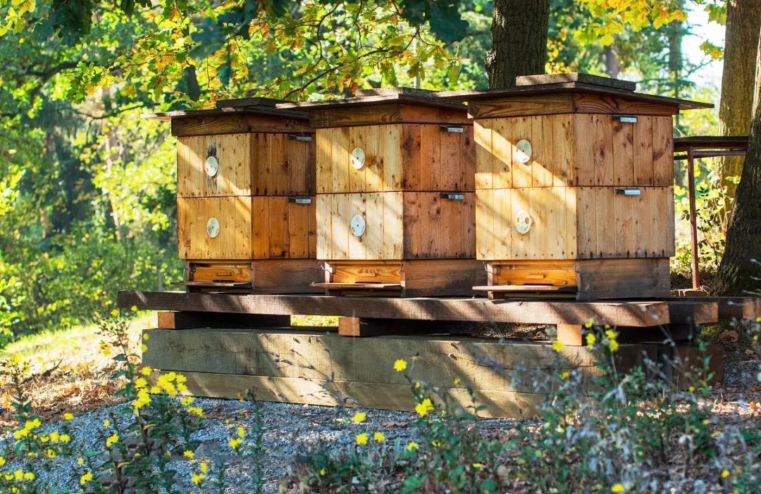 偷蜂蜜?“熊大、熊二”落网记! 偷蜂蜜?“熊大、熊二”落网记!