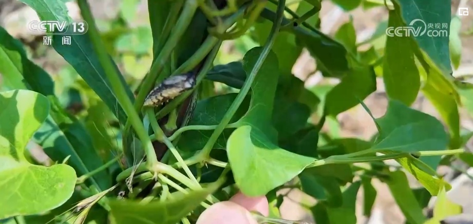 雪豹、鹭鸟、蝴蝶……万物和谐！生态空间面积不少、功能不降、性质不变