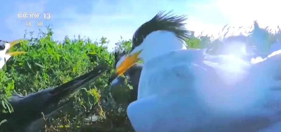 国际生物多样性日 | “人工招引”助中华凤头燕鸥种群恢复