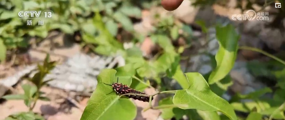 雪豹、鹭鸟、蝴蝶……万物和谐！生态空间面积不少、功能不降、性质不变