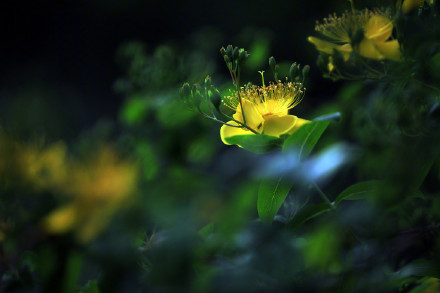 夜幕下的金丝桃花明艳夺目