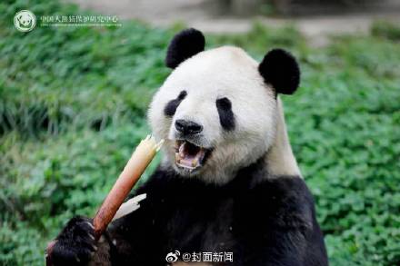 熊猫中心辟谣美香一家遭藏匿虐待