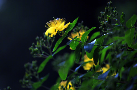 夜幕下的金丝桃花明艳夺目