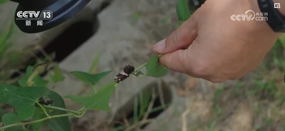 雪豹、鹭鸟、蝴蝶……万物和谐！生态空间面积不少、功能不降、性质不变