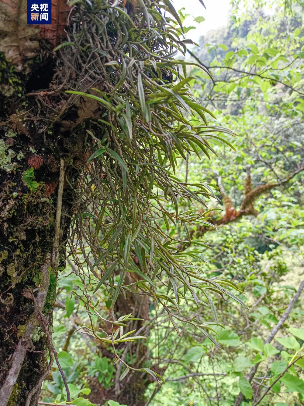 云南首次对野生濒危植物小果榆开展种子采集保护 云南首次对野生濒危植物小果榆开展种子采集保护