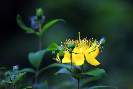 夜幕下的金丝桃花明艳夺目