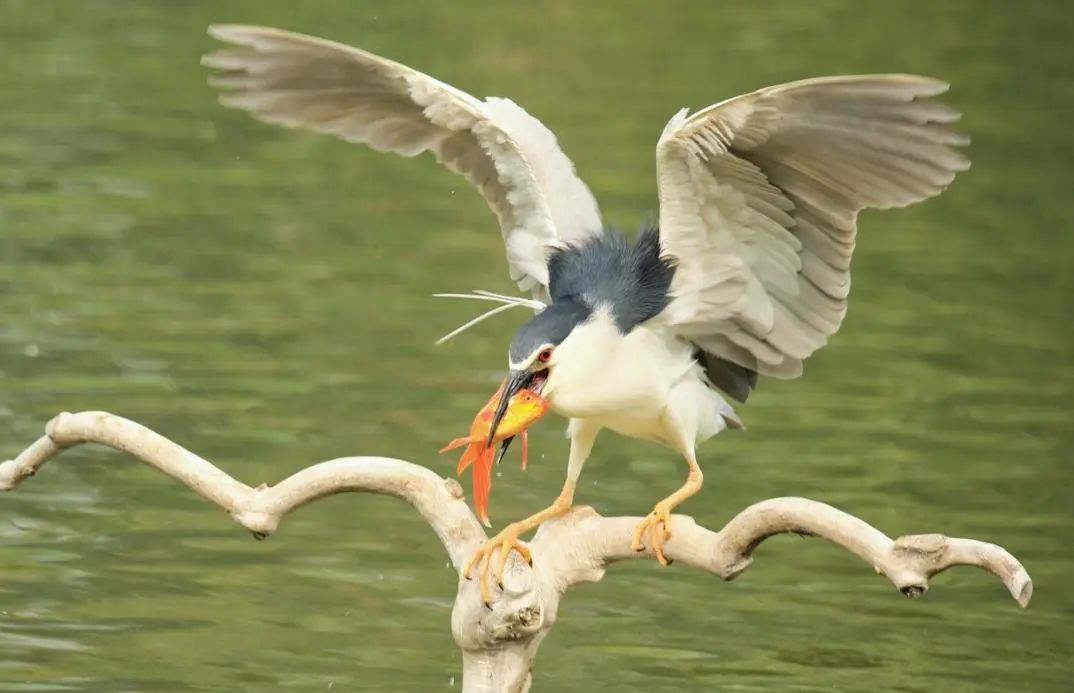 鸟儿的天堂！北京已经接待500多种鸟类观光游览