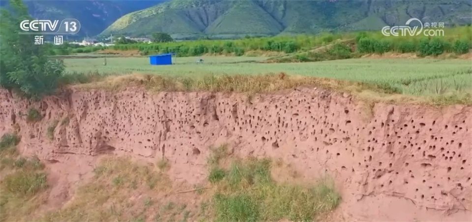 “最美小鸟”“鸟中大熊猫”、金钱豹 多个珍稀物种见证生态保护成效