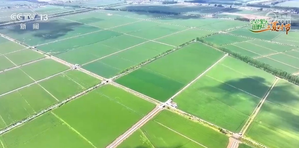 “鱼米之乡”近3600万亩小麦丰收在望 “多管齐下”确保颗粒归仓