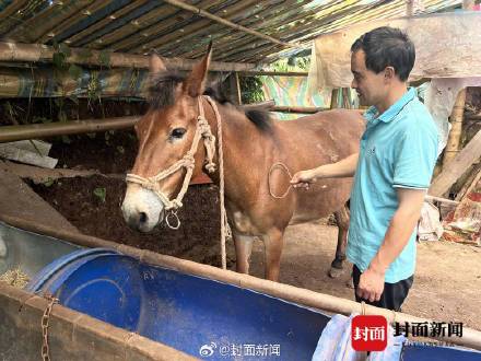 景区负责人：峨眉山骡子运输不得超过150斤